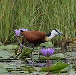 Jacana à poitrine dorée