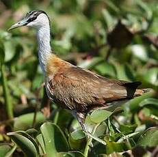 Jacana malgache