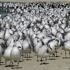 Mouette atricille