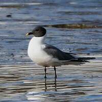 Mouette de Sabine