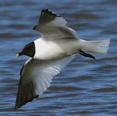 Mouette de Sabine