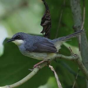 Prinia à gorge blanche