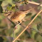 Prinia modeste