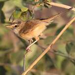 Prinia modeste