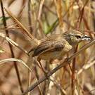 Prinia modeste