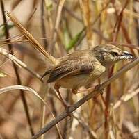 Prinia modeste