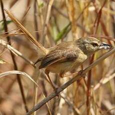 Prinia modeste