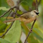 Prinia modeste