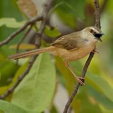 Prinia modeste