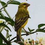 Serin soufré