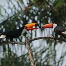Toucan toco