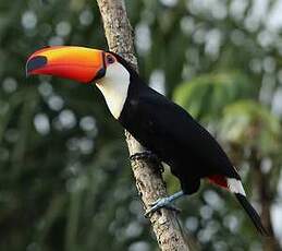 Toucan toco