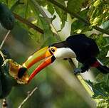 Toucan toco