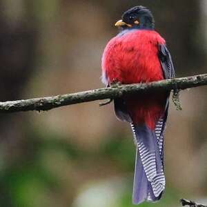 Trogon à queue barrée