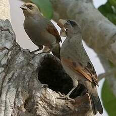 Vacher à ailes baies