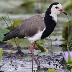 Vanneau à ailes blanches