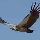 Vautour africain