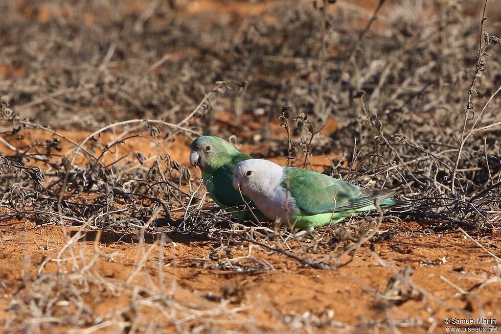 Grey-headed Lovebird