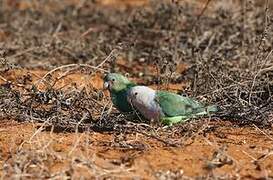 Grey-headed Lovebird