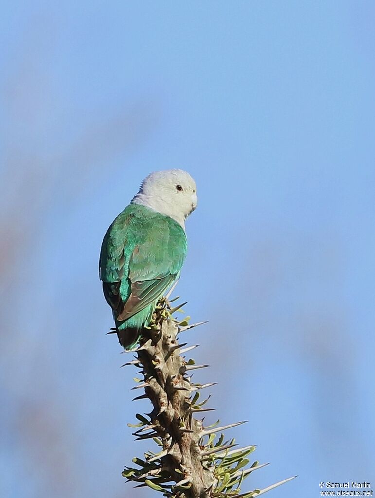 Grey-headed Lovebirdadult