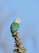 Grey-headed Lovebird