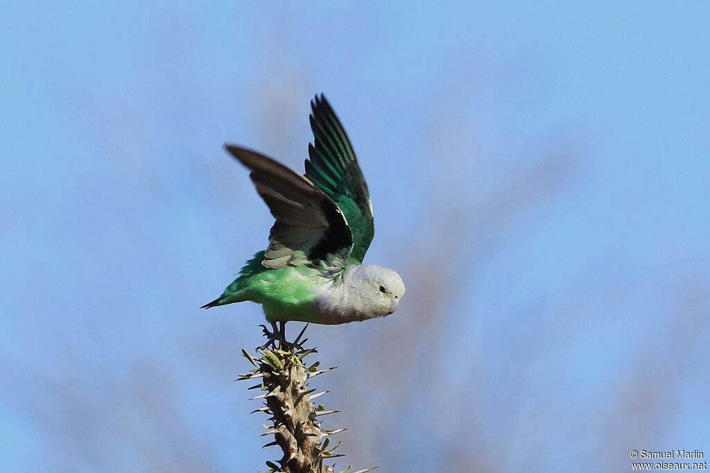 Grey-headed Lovebird