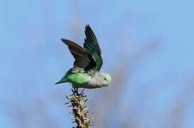 Grey-headed Lovebird