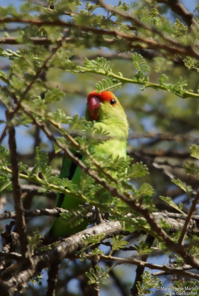 Black-winged Lovebird