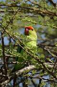 Black-winged Lovebird