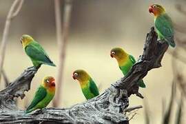 Fischer's Lovebird