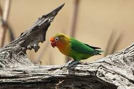 Fischer's Lovebird