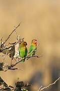 Lilian's Lovebird