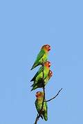 Lilian's Lovebird