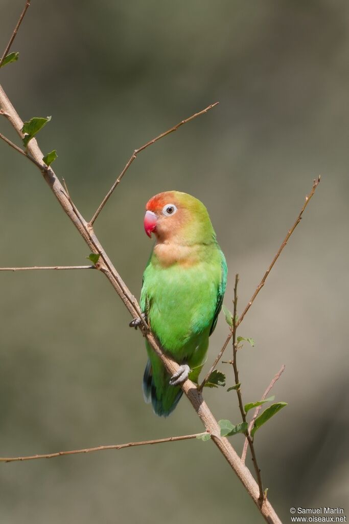 Lilian's Lovebird