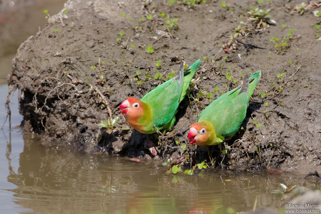 Lilian's Lovebirdadult, drinks