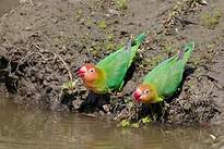 Inséparable de Lilian