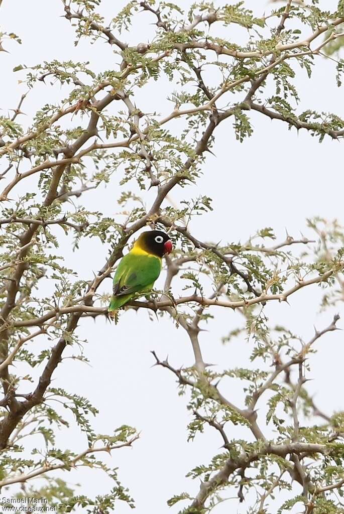 Yellow-collared Lovebirdadult, habitat, pigmentation