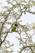 Yellow-collared Lovebird