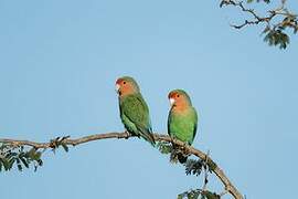 Rosy-faced Lovebird