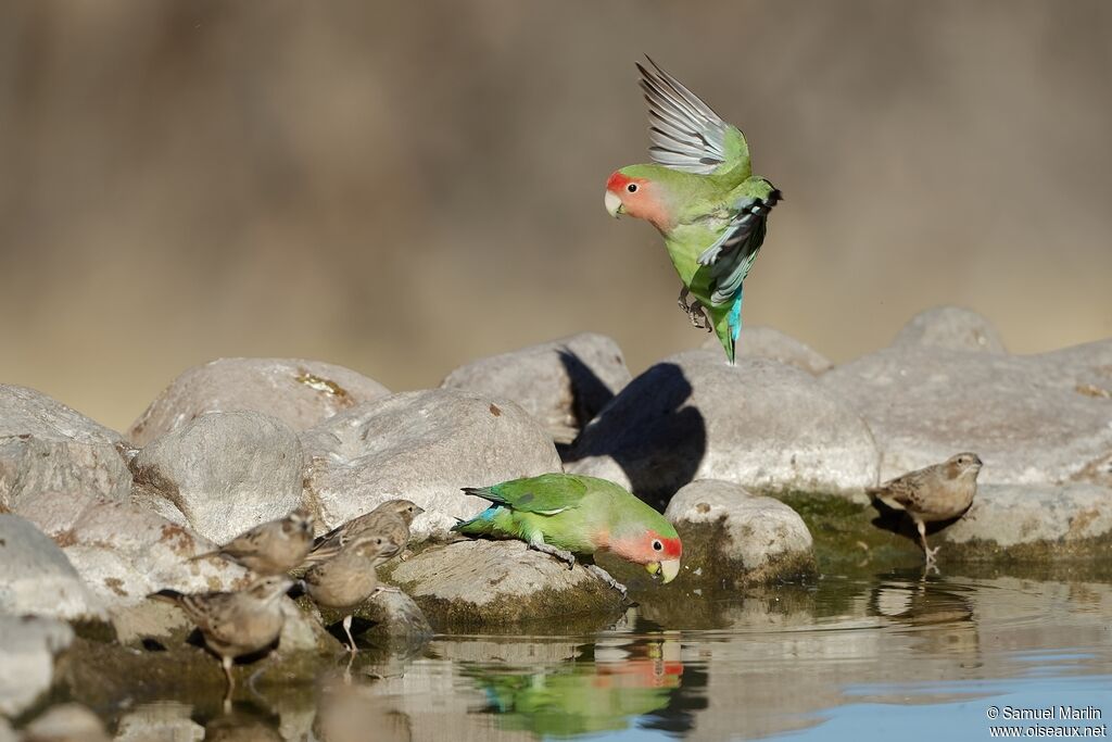 Rosy-faced Lovebirdadult, Flight, drinks