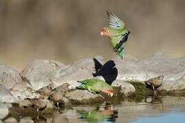 Rosy-faced Lovebird