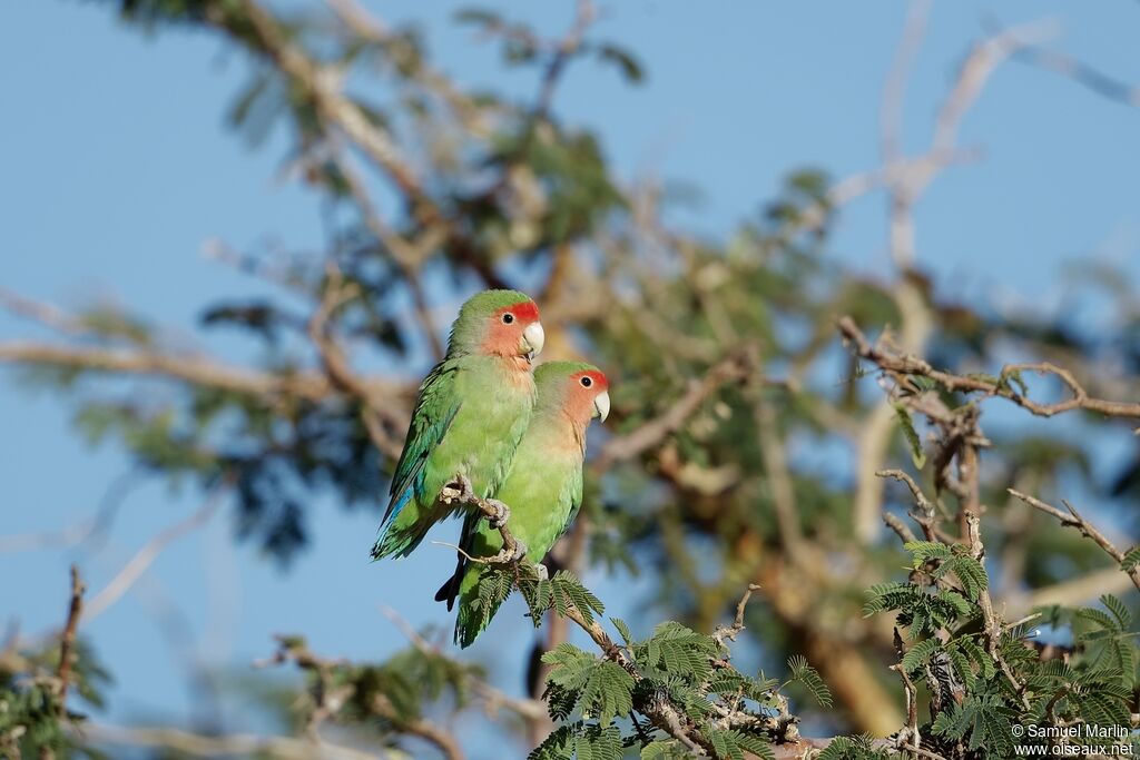 Rosy-faced Lovebirdadult