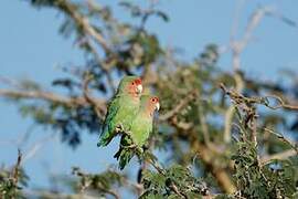 Rosy-faced Lovebird