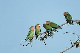 Rosy-faced Lovebird