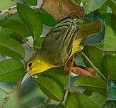 Iora de Lafresnaye