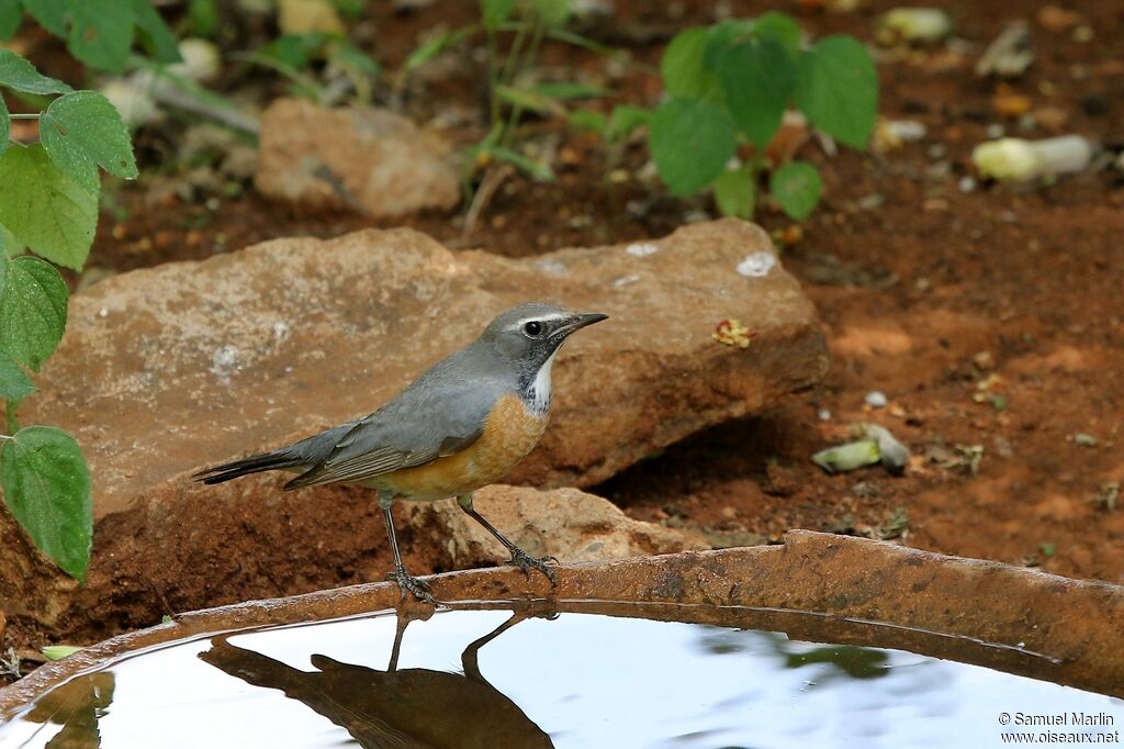 White-throated Robin male adult