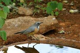 White-throated Robin