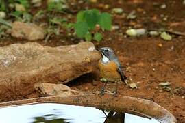 White-throated Robin