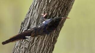 Violet Wood Hoopoe