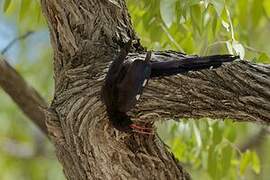 Violet Wood Hoopoe